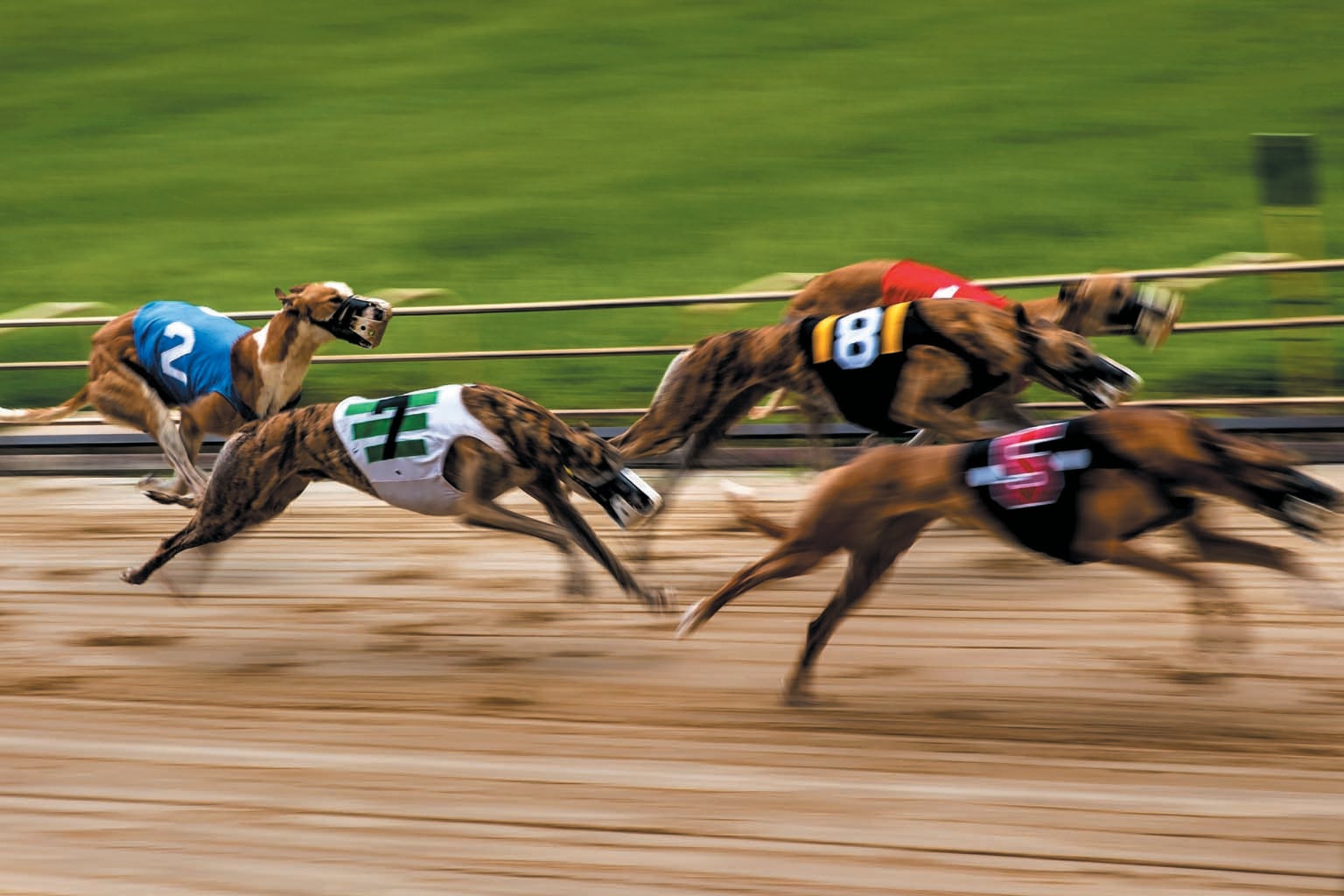 Five Greyhound dogs shown in motion racing on a track.
