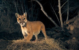 World's Largest Wildlife Bridge Could Save Mountain Lions
