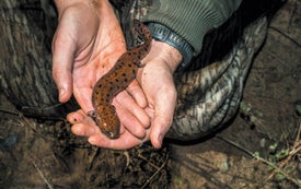 Junk DNA Deforms Salamander Bodies